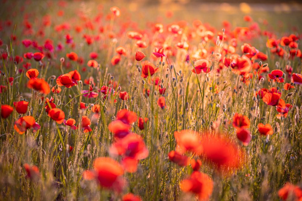 Field of poppies in bloom