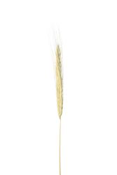 Dried chaff in blank studio shoot