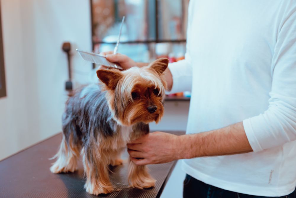 Crop groomer trimming fur of little dog
