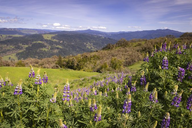 Rolling hills with patch of purple flowers