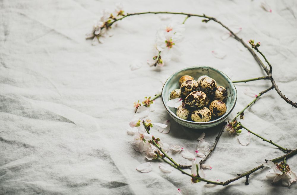 Quail eggs in bowl and blooming branches of almond tree, with copy space