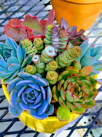 Top view of colorful succulents in a pot on a table
