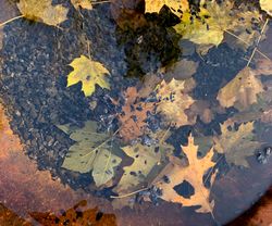 Leaves in water