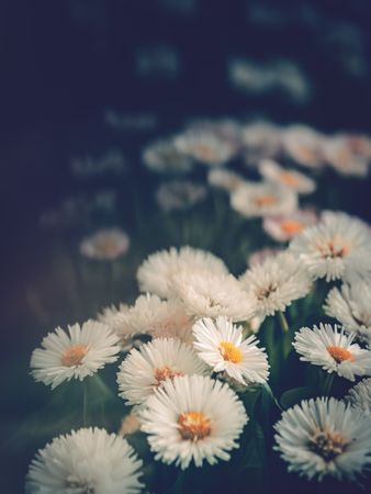 Pretty flower growing in garden