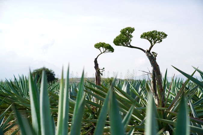 Field of blooming agave