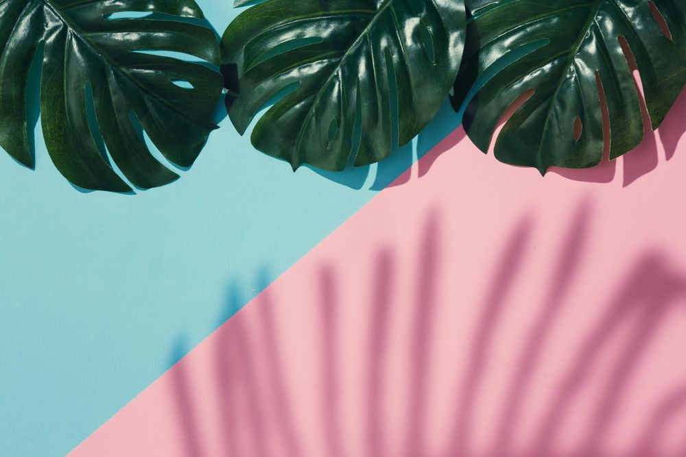 Tropical leaves and shadow on pastel pink and blue background