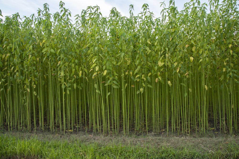 Green jute Plantation field.  Raw Jute plant Texture background. This is the Called Golden Fiber in Bangladesh