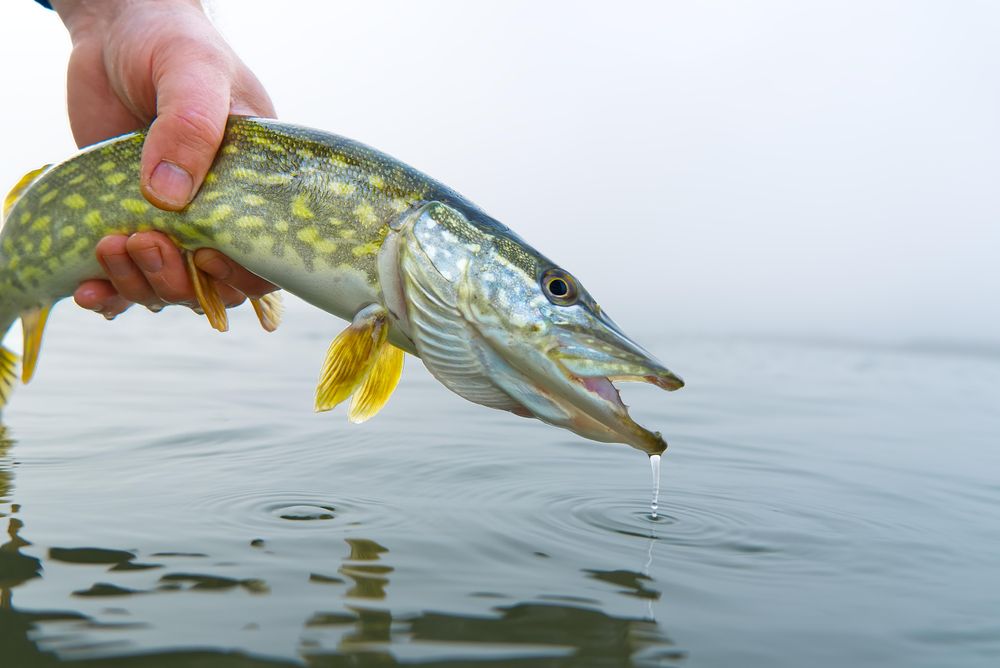 Person holding yellow fish over body of water