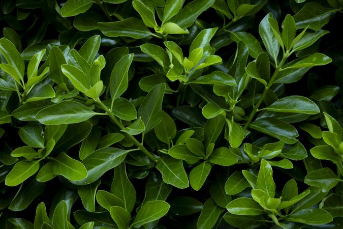 Hedge plant leaves. Lush green background of nature