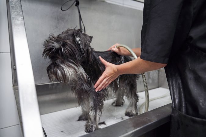 Crop groomer washing dog in salon