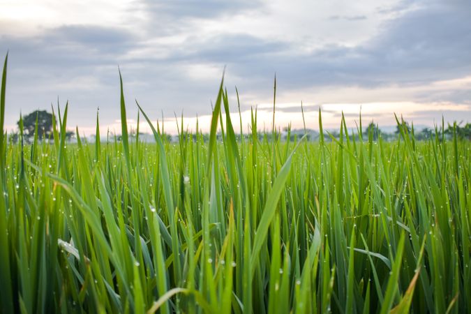 Close up of long green grass