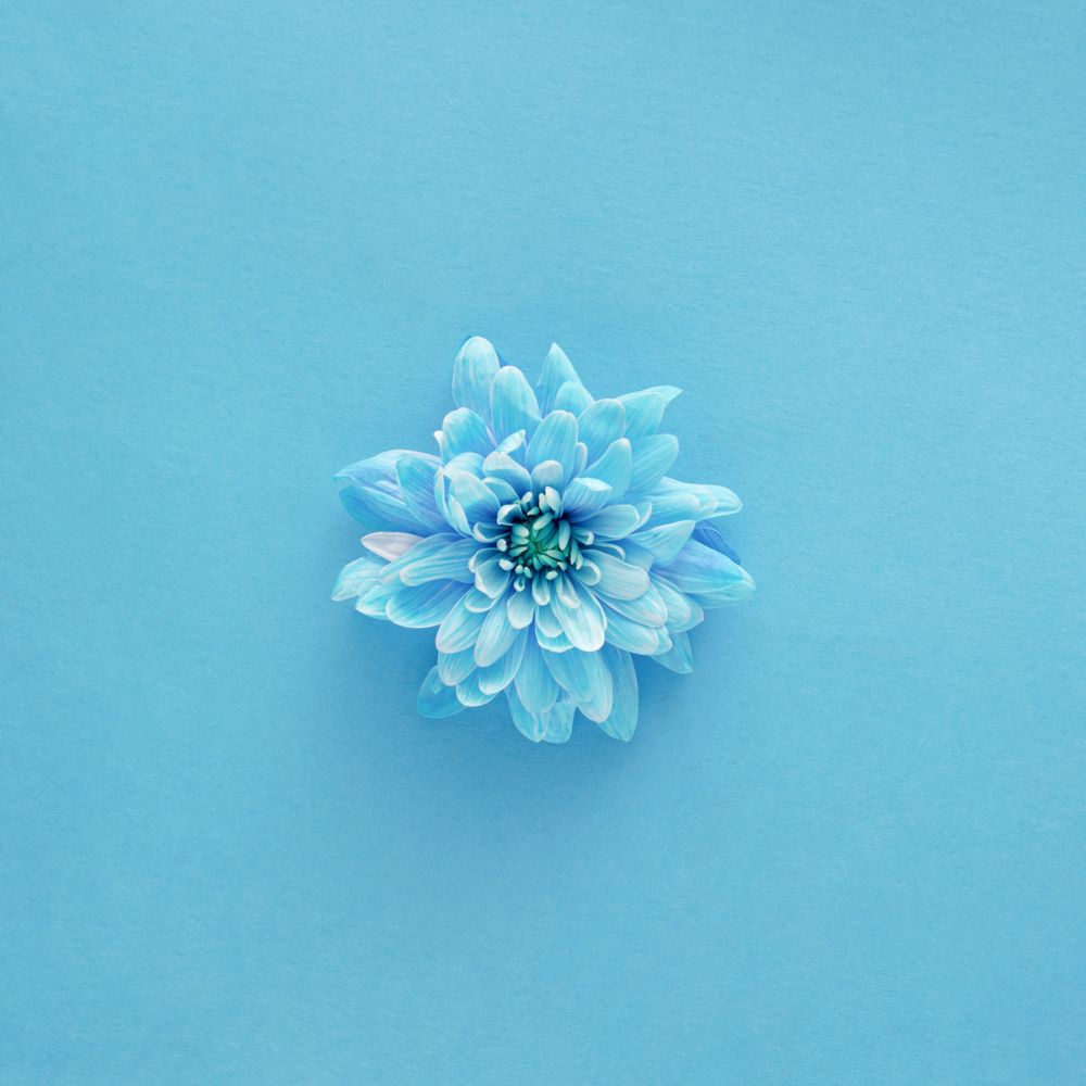 Blue flower on blue background