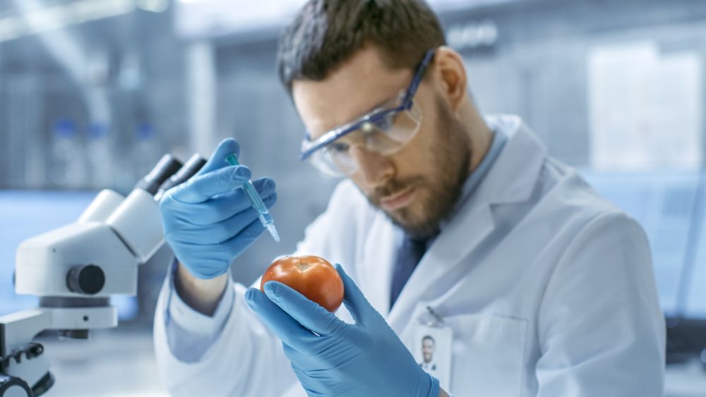 In a Modern Laboratory Food Scientist Injects Tomato with a Syringe.