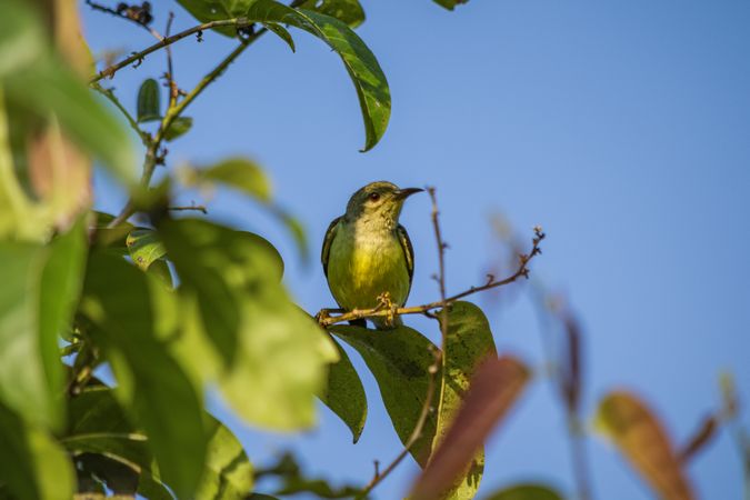 sunbird looking for food