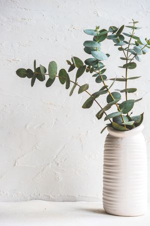 Vase with eucalyptus
