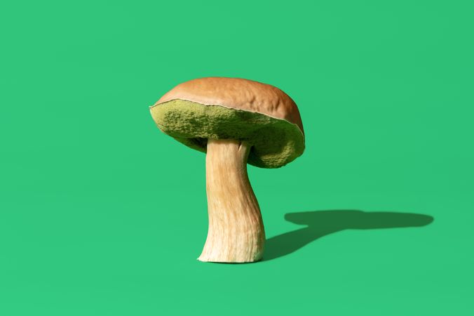 Boletus edulis mushroom isolated on a green background