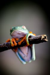 Tropical frog on tree twig