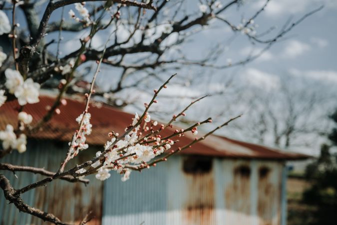 Light cherry blossom branch in close-up