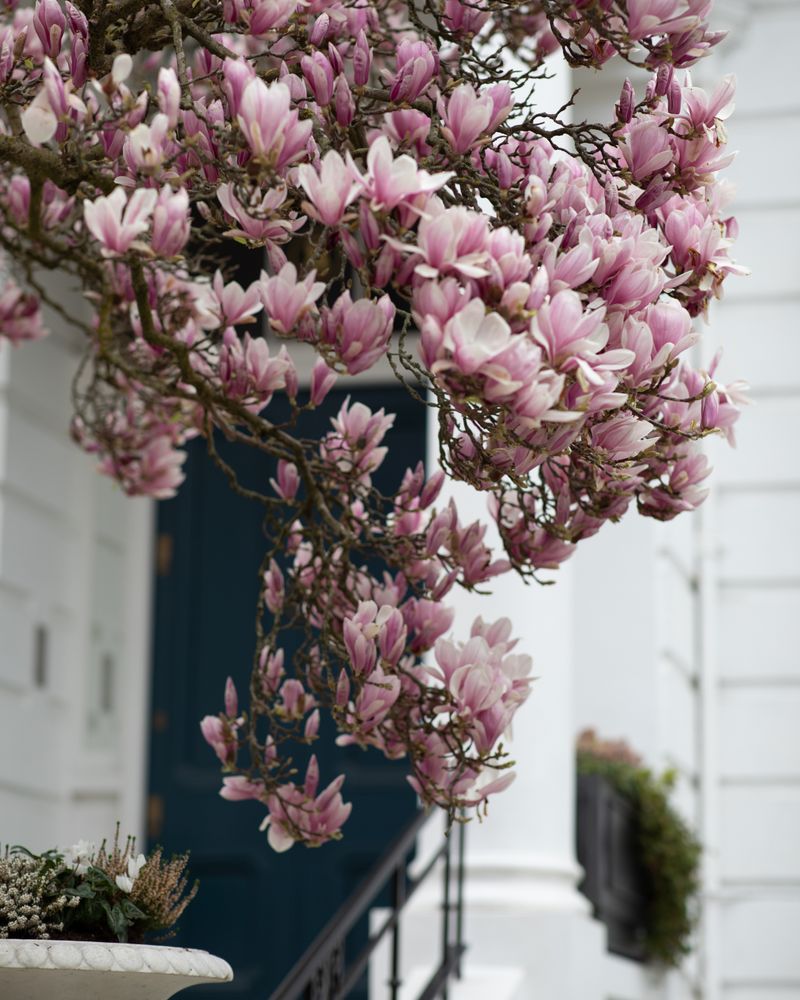 Cherry blossom near building
