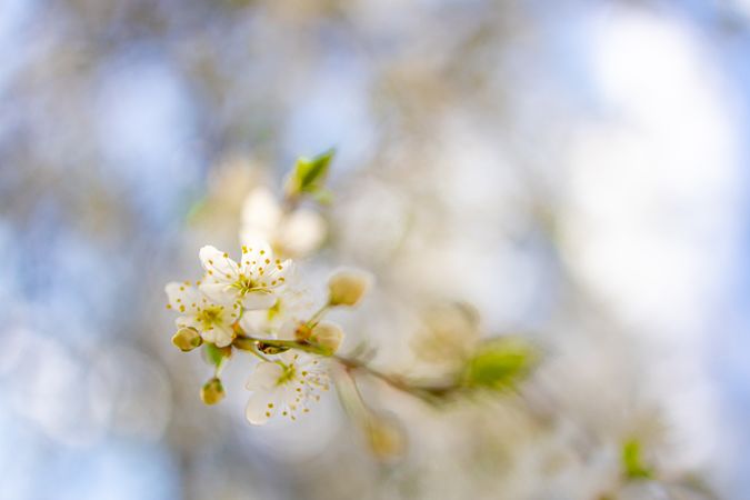 Close up of cherry blossoms with selective focus
