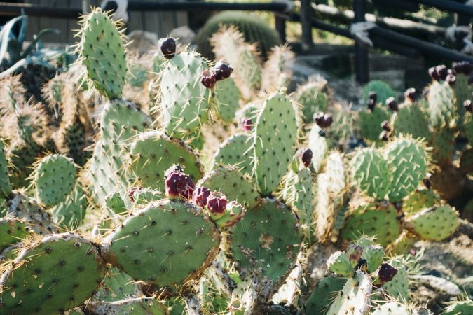 Close-up cactus