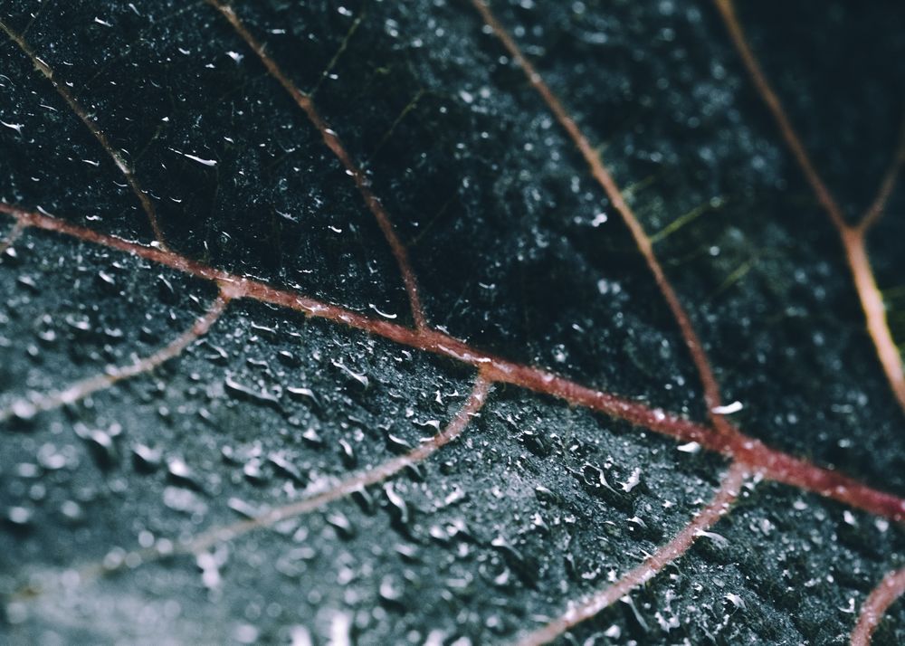 Bonsai dew on leaf