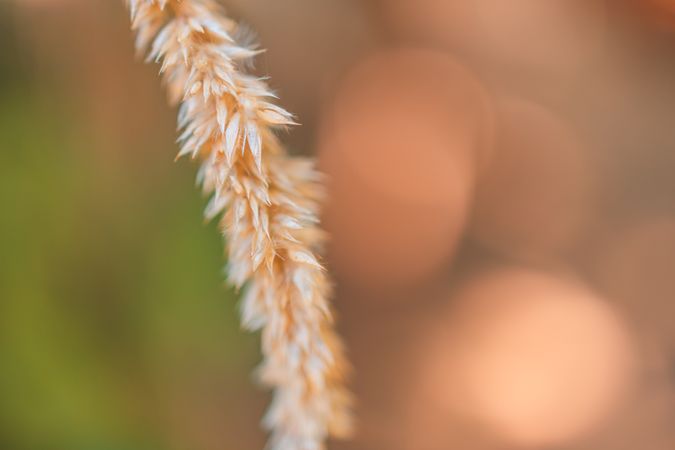 Close up of dried plant
