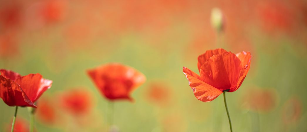 Poppies in a field with selective focus, wide