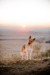 Funny dog in countryside during sunset
