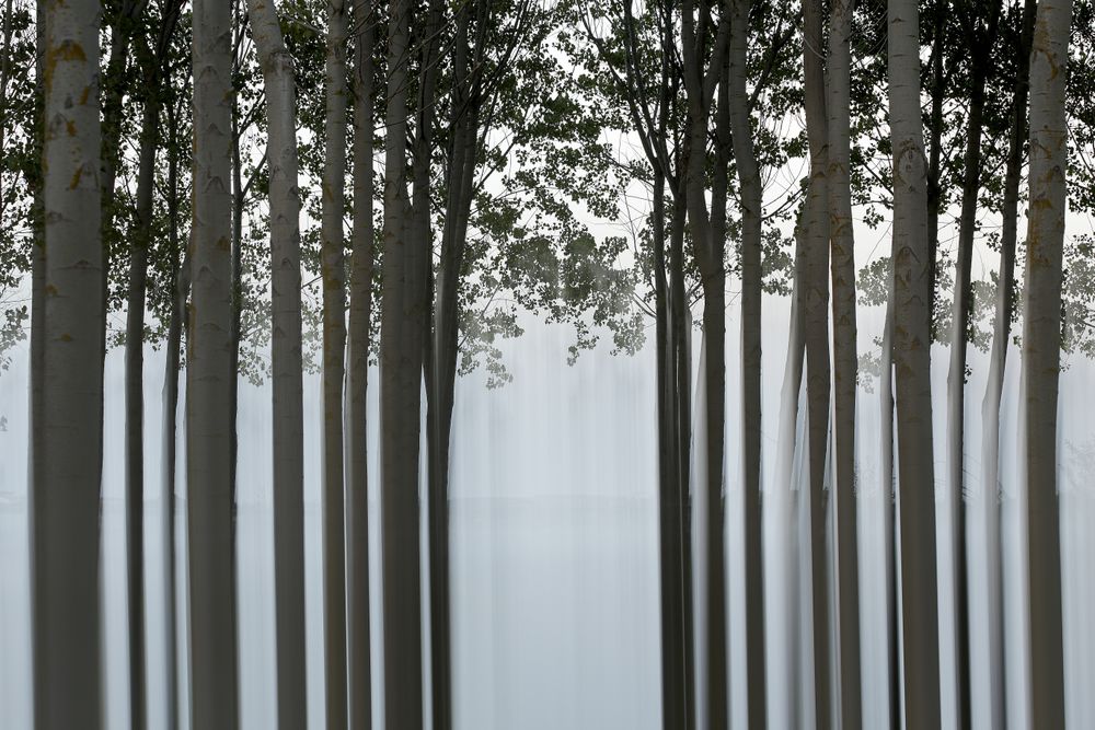Woods of trees with long trunks