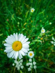 Daisy in the grass