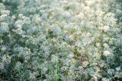Flowering Gypsophila paniculata or panicled baby's-breath flowers