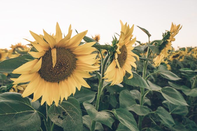 Sunflowers on background of blue sky
