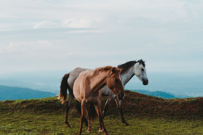 Horses on green lawn in countryside