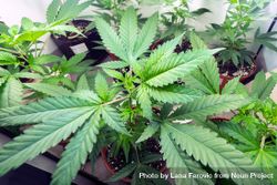 Top view of marijuana plants bYz910