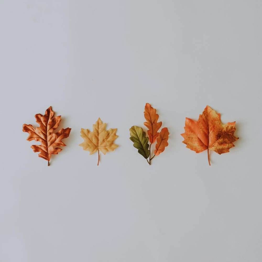 Row of autumnal leaves on light background