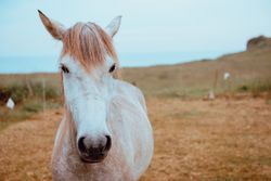Horse grazing in dry field