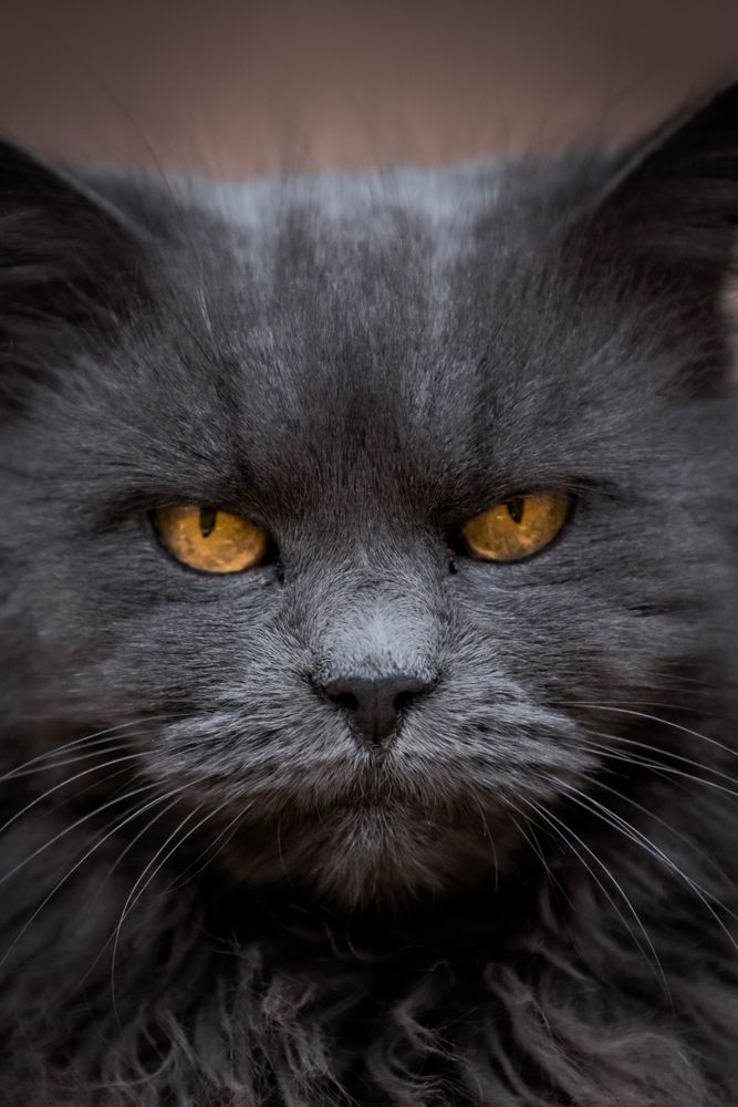 British Semi-longhair cat in close-up