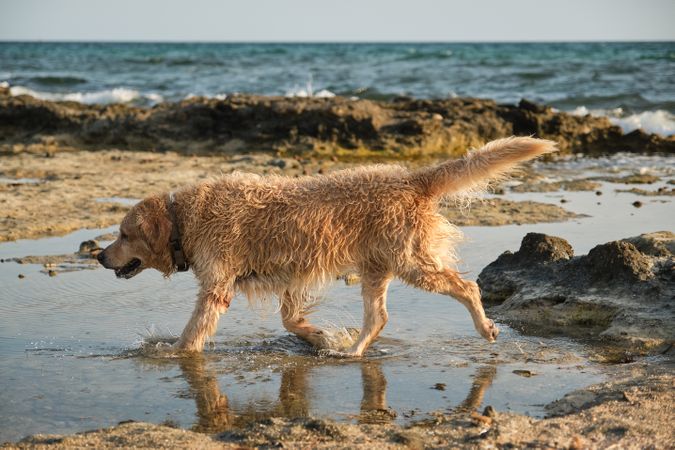 Purebred wet dog on coast of waving sea