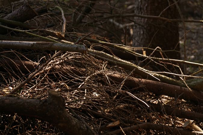Fallen tree on ground in forest