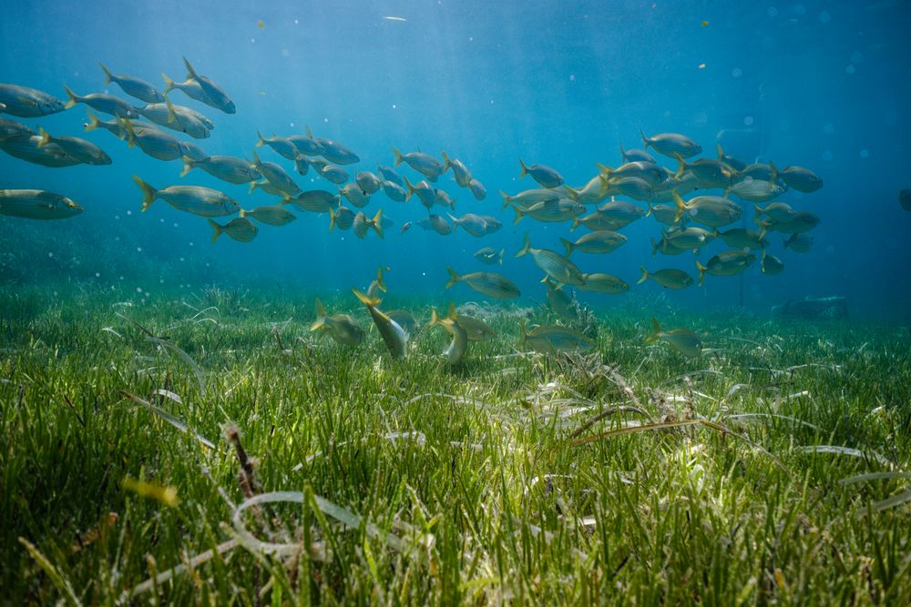 Fish swimming in blue sea
