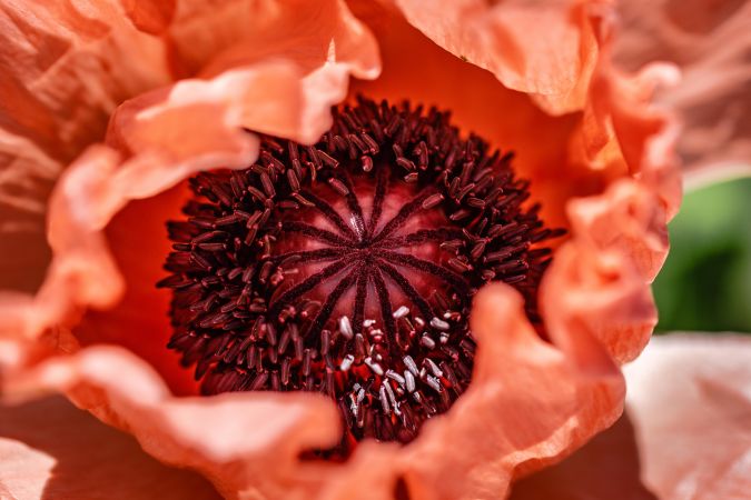 Close up of inside of poppy