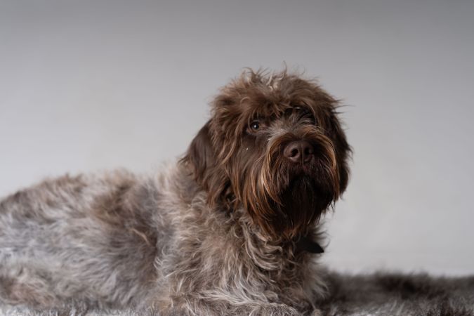 Portrait of wirehaired griffon dog