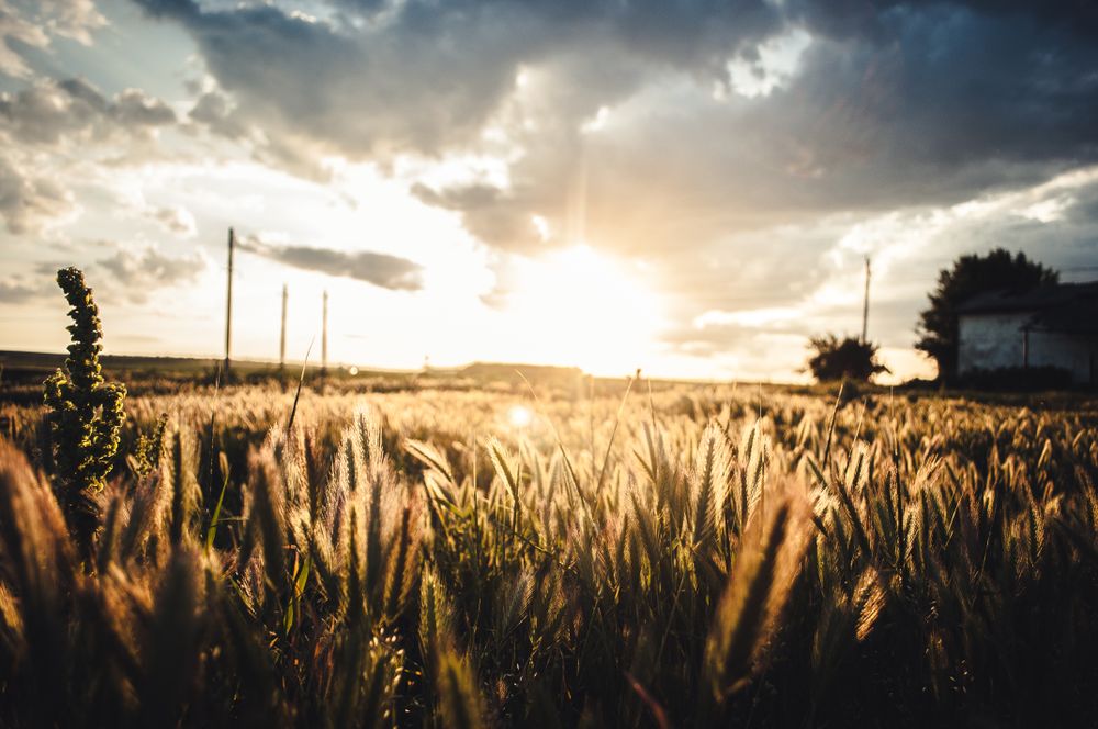 Wheat filed during sunset