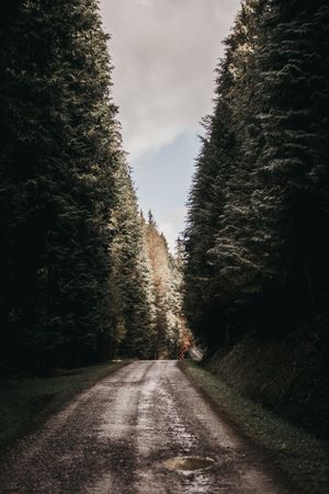 Forest countryside rough narrow road