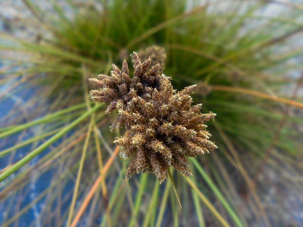 Bolboschoenus maritimus