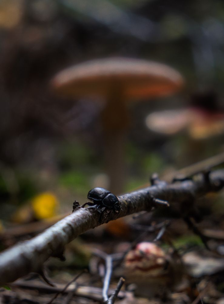 Close up of beetle on forest floor