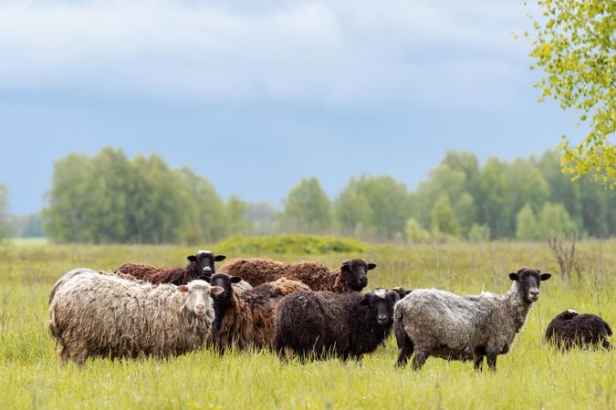Herd of sheep on green grass field near trees