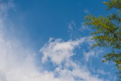 Fresh green tree branches against a bright sky with clouds