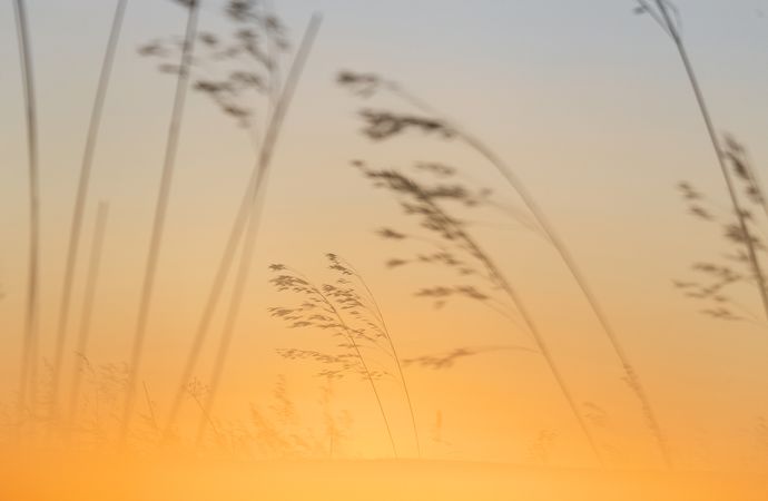Transparent golden twigs on yellow sky